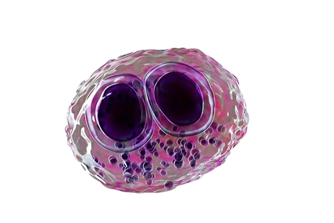 Cytomegalovirus