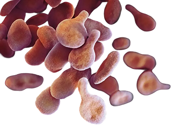 Mycoplasma genitalium