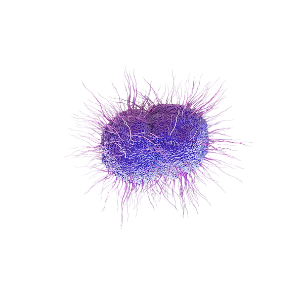Neisseria gonorrhoeae