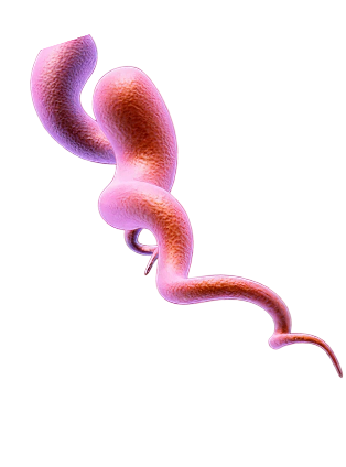 Treponema pallidum