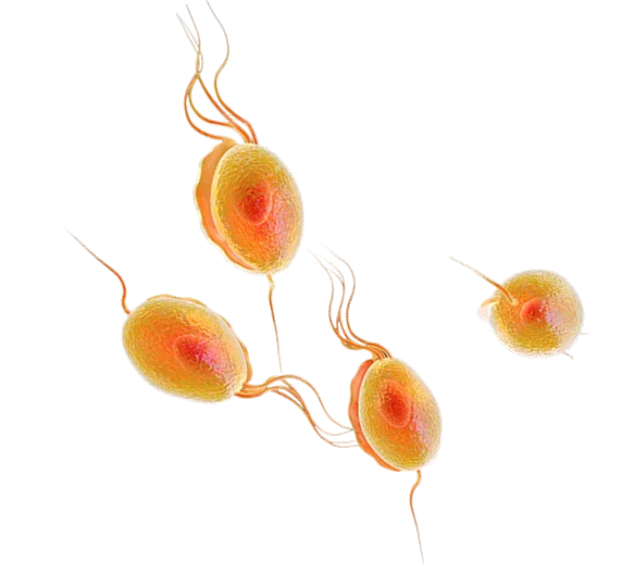 Trichomonas vaginalis
